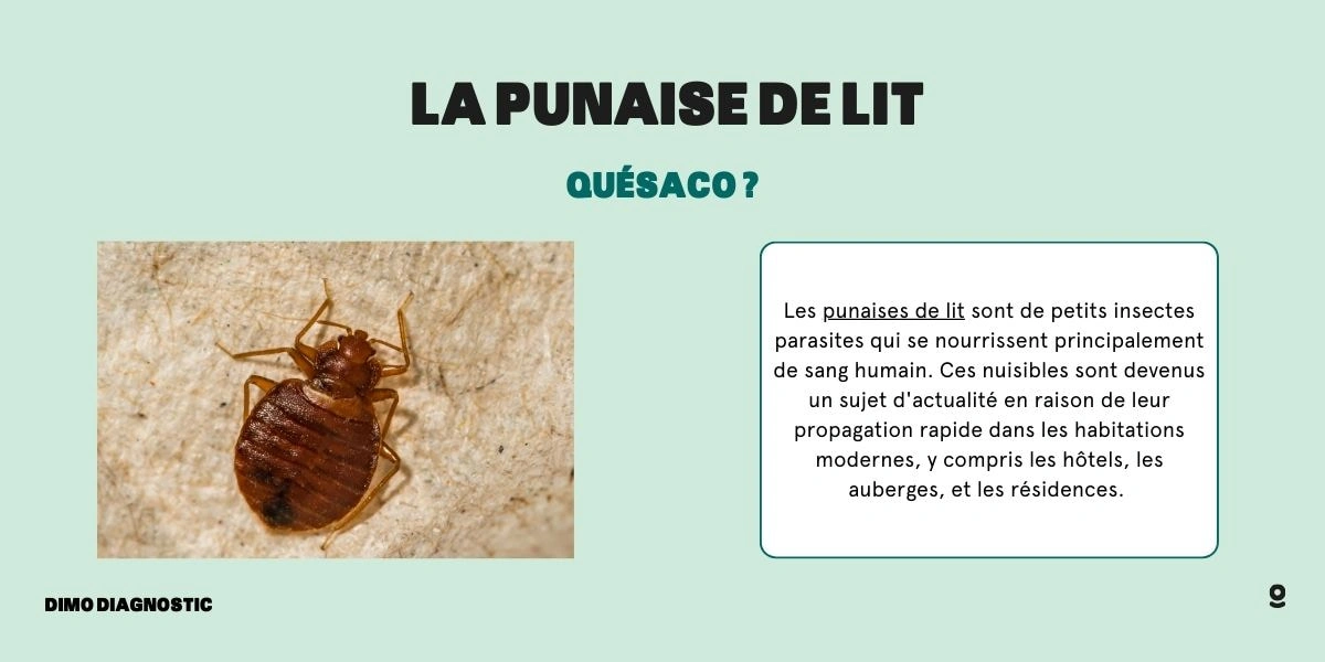 Trouver le nid des punaises de lit